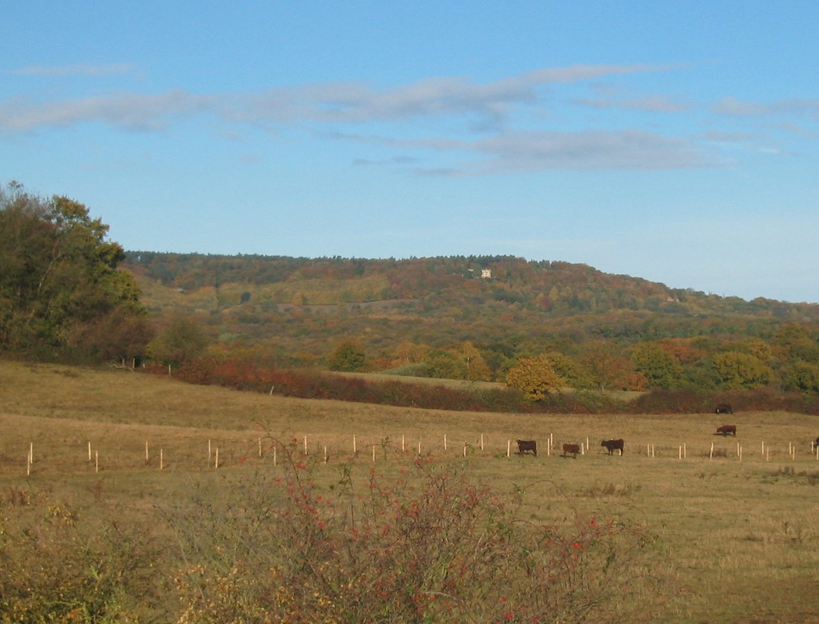 South Downs cattle landscape — view from Hillgrove Spring Barn site, West Sussex